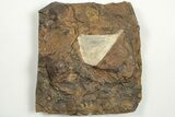 Fossil Ginkgo Leaf From North Dakota - Paleocene #201226-1